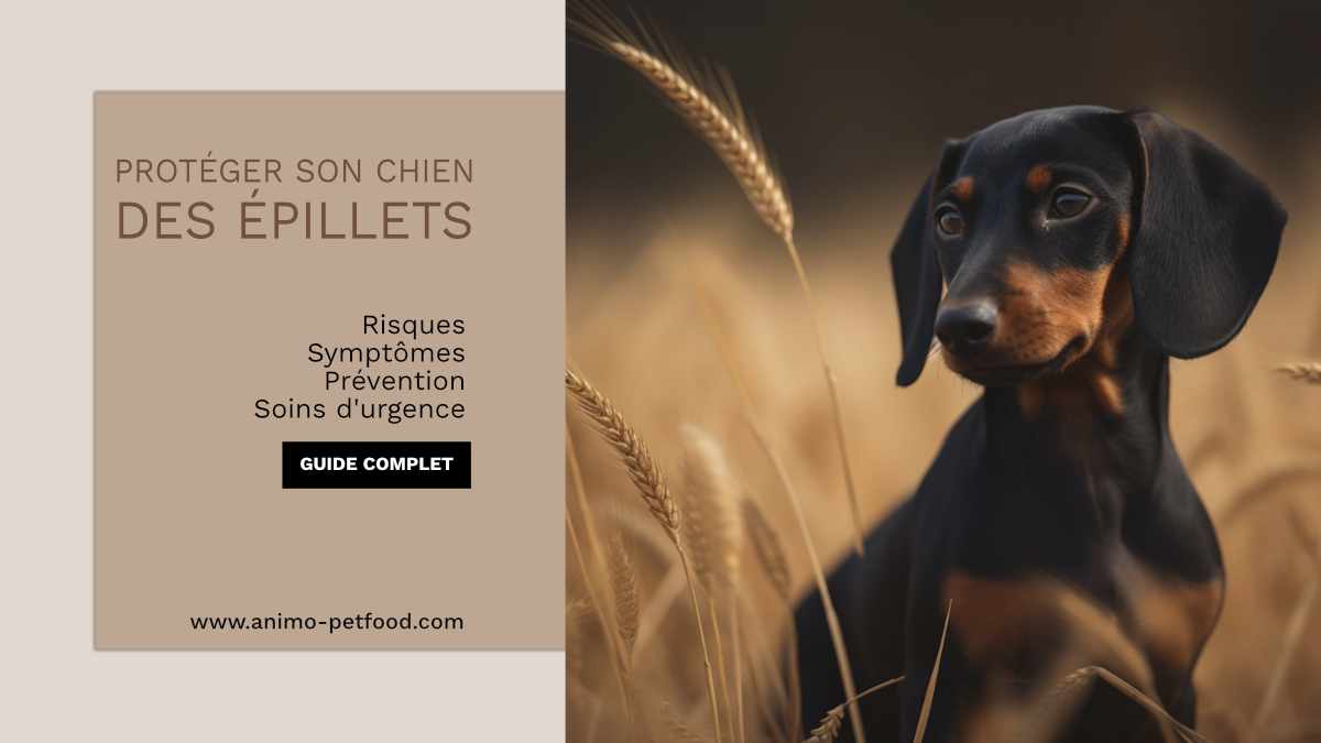 Risques des épillets pour les chiens - Guide complet